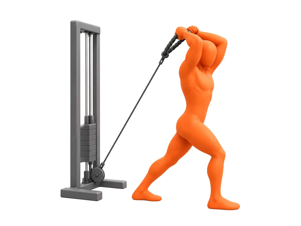Illustration zum Leitfaden: Bringt Training in der gedehnten Position mehr?